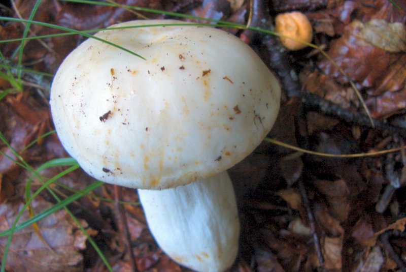 Russula di faggeta